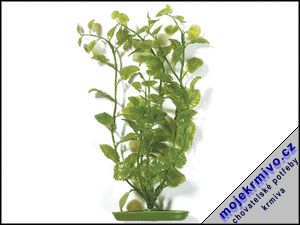 Rostlina Cardamine 30 cm 1ks - Kliknutm na obrzek zavete