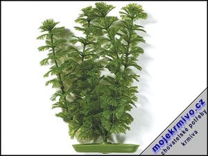 Rostlina Ambulia 38 cm 1ks - Kliknutm na obrzek zavete