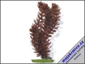 Rostlina Foxtail 50 cm 1ks