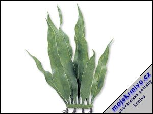 Rostlina Java Fern Microsagittaria 15 cm 2ks