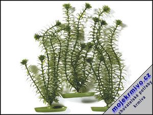 Rostlina Anacharis 30 cm 3ks - Kliknutm na obrzek zavete