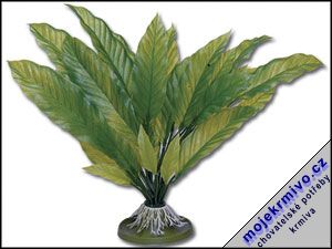 Rostlina Amazon 38 cm 1ks - Kliknutm na obrzek zavete