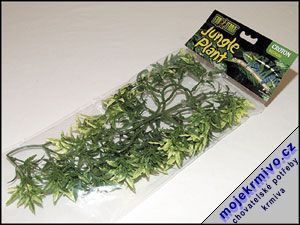 Rostlina Croton stedn 30 cm 1ks