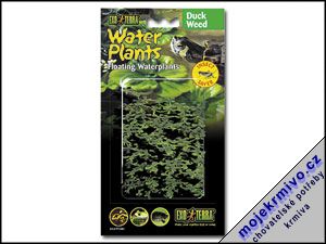Rostlina plovouc Duck Weed 1ks