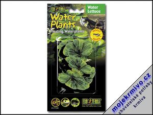 Rostlina plovouc Water Lettuce 1ks