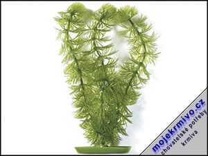 Rostlina Hornwort 30 cm 1ks