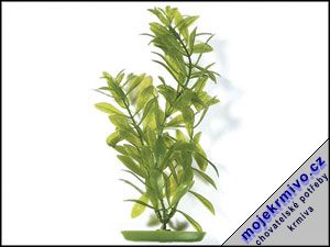 Rostlina Hygrophila 30 cm 1ks