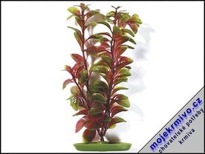 Rostlina Red Ludwigia 30 cm 1ks