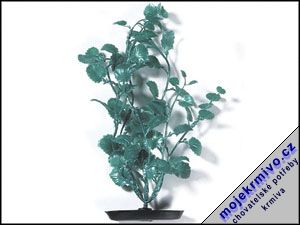 Rostlina Cardamine zelená 30 cm 1ks