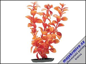 Rostlina Red Ludwigia oranžová 38 cm 1ks