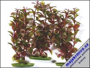 Rostlina Red Ludwigia 13 cm 3ks