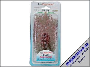Rostlina Red Foxtail Plus 15 cm 1ks