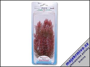 Rostlina Red Foxtail Plus 23 cm 1ks