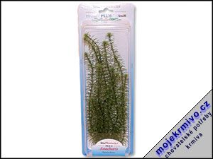 Rostlina Anacharis Plus 30 cm 1ks