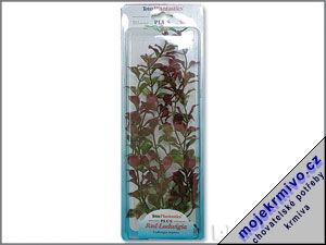 Rostlina Red Ludwigia Plus 30 cm 1ks