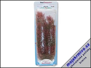 Rostlina Red Foxtail Plus 30 cm 1ks