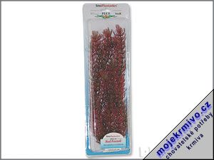 Rostlina Red Foxtail Plus 38 cm 1ks