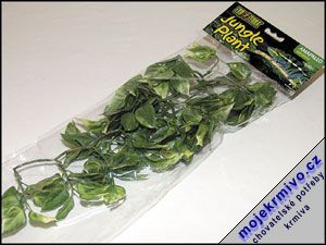 Rostlina Amapallo střední 35 cm 1ks