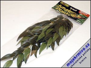 Rostlina Rucus malá 35 cm 1ks